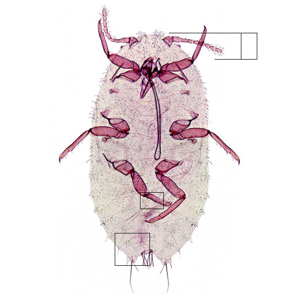 image of Maconellicoccus hirsutus