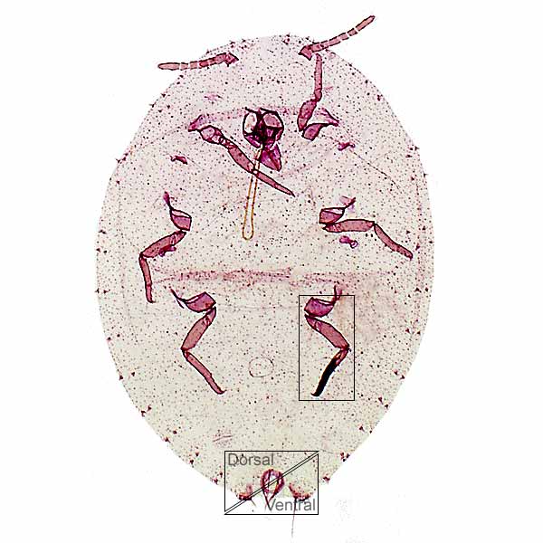 image of Nipaecoccus nipae