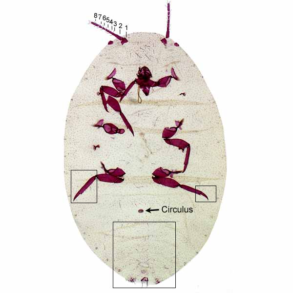 Phenacoccus solani Micro