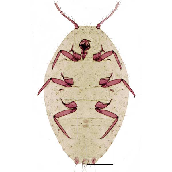 image of Pseudococcus cryptus