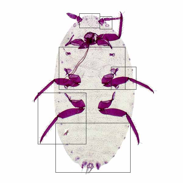 image of Pseudococcus jackbeardsleyi