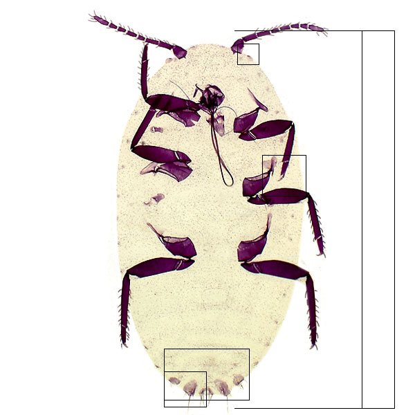 image of Pseudococcus longispinus