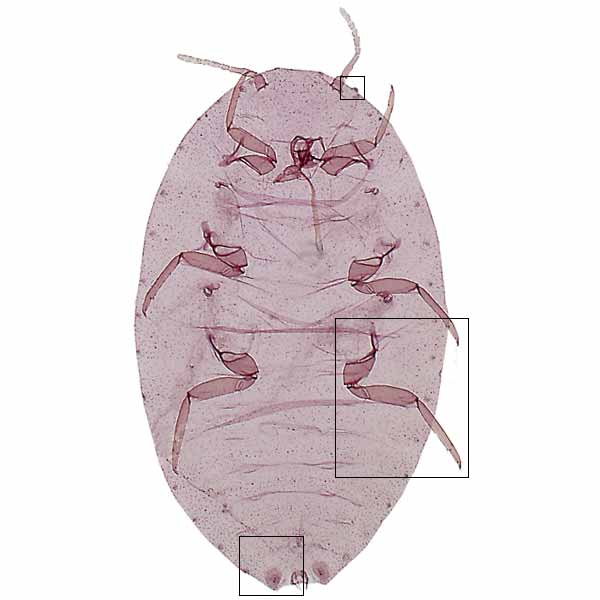 Pseudococcus odermatti Micro rollover