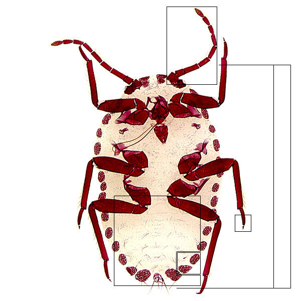 image of Puto mexicanus