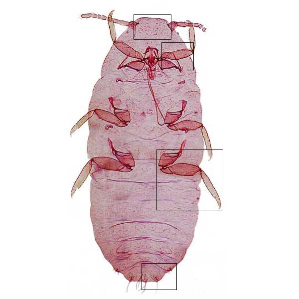 image of Vryburgia amaryllidis