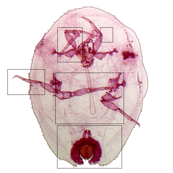 jpg image of Ceroplastes cirripediformis