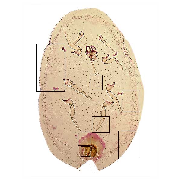 jpg image of Ceroplastes floridensis