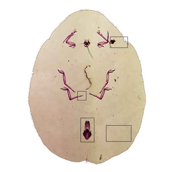 Rollover image of Coccus capparidis