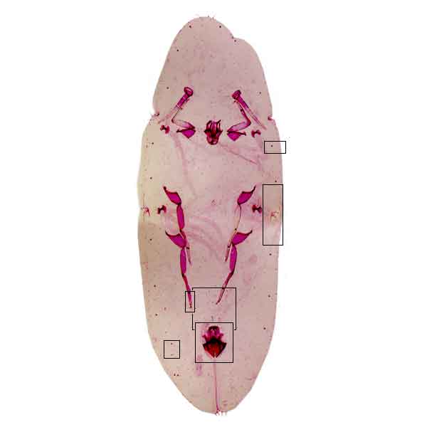 jpg image of Coccus longulus Micro