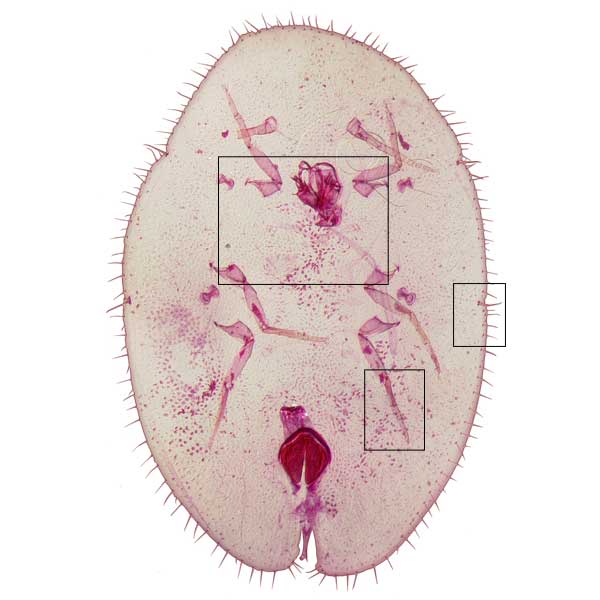 Saissetia miranda rollover image