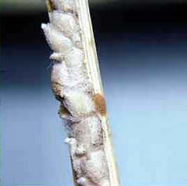 Eriococcidae | Scale Insects