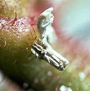 Intozi Insect Ortheziidae | Scale Insects