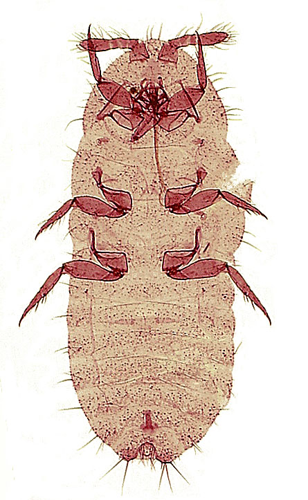  Rhizoecidae:  Rhizoecus hibisci  