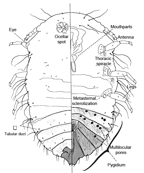  Conchaspididae:  Conchaspis angraeci   Illustration from Gill (1993) 