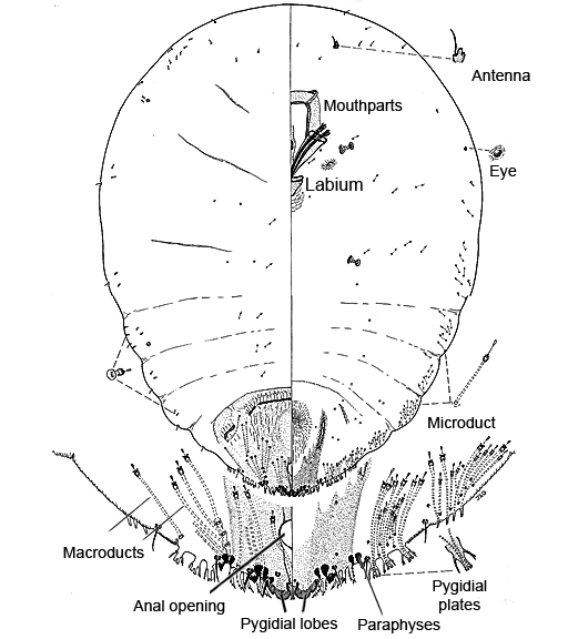  Diaspididae:  Hemiberlesia neodiffinis   Illustration from Miller and Davidson (1998) 