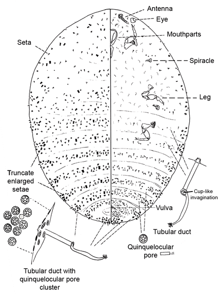  Dactylopiidae:  Dactylopius tomentosus   Illustration from Gill (1993) 