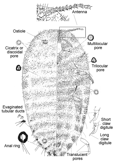  Phenacoleachiidae:  Phenacoleachia zealandica  