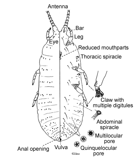  Steingeliidae:  Stomacoccus platani   Illustration from Gill (1993) 