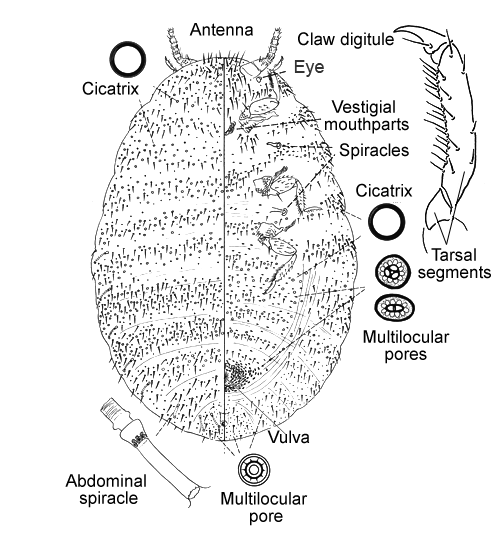  Xylococcidae:  Xylococculus betulae   Illustration from Gill 1993 