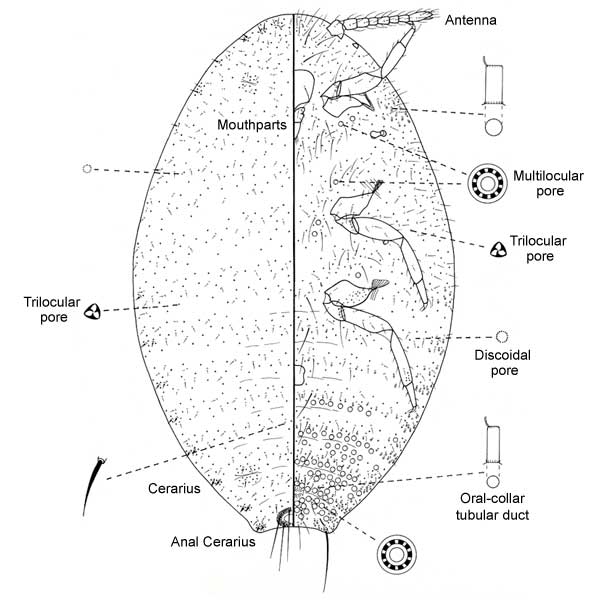   Crisicoccus azaleae   Illustration by Jennifer Cox 