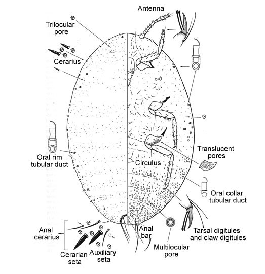   Paracoccus marginatus   Illustration by Gary Miller 