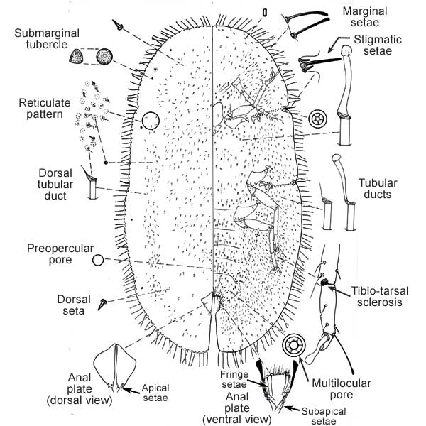 Pulvinaria ixorae Green | Scale Insects