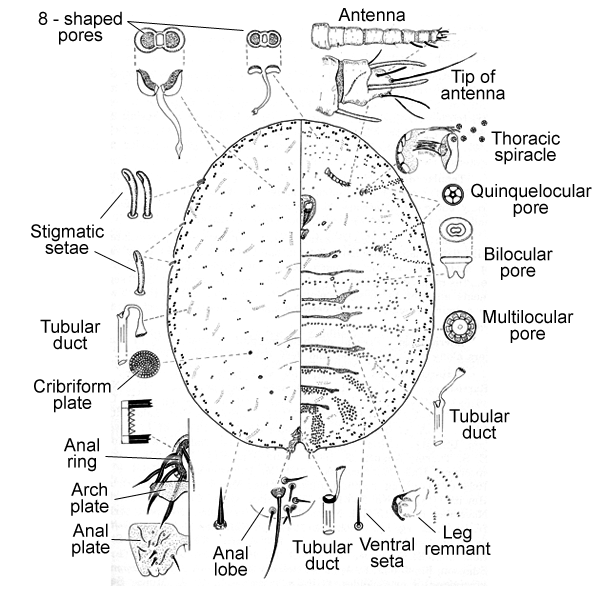   Lecanodiaspis prosopidis   Illustration by Howell 