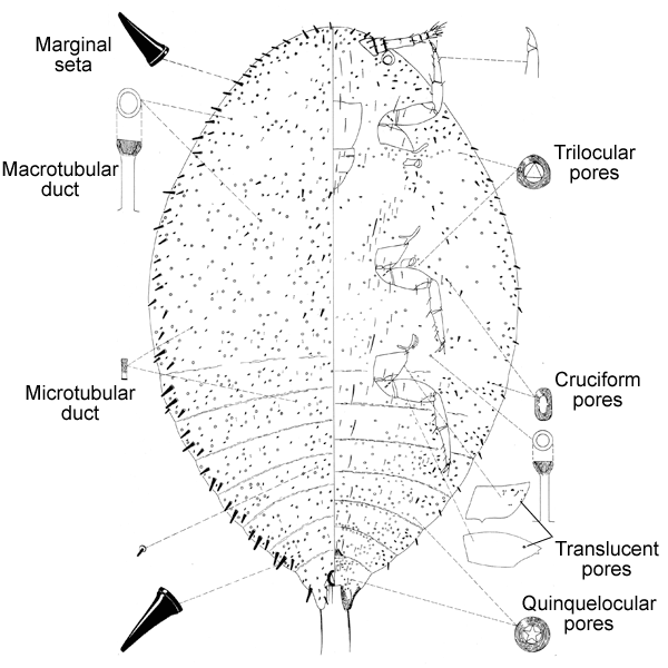   Acanthococcus coccineus   Illustration by Miller 