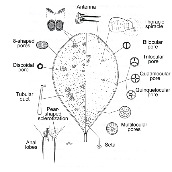  Asterolecanium epidendri   Illustration by Benson 