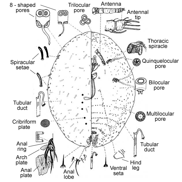   Lecanodiaspis dendrobii    Illustration by Howell 