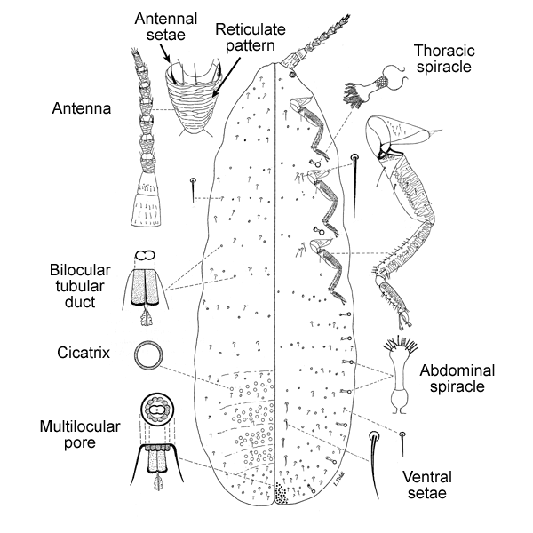   Matsucoccus feytaudi   Illustration by Foldi 