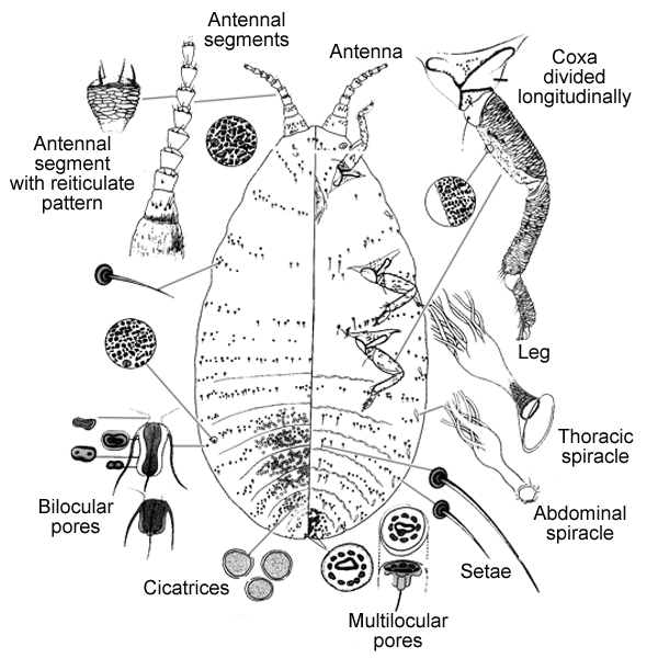   Matsucoccus matsumurae   Illustration by Miller 