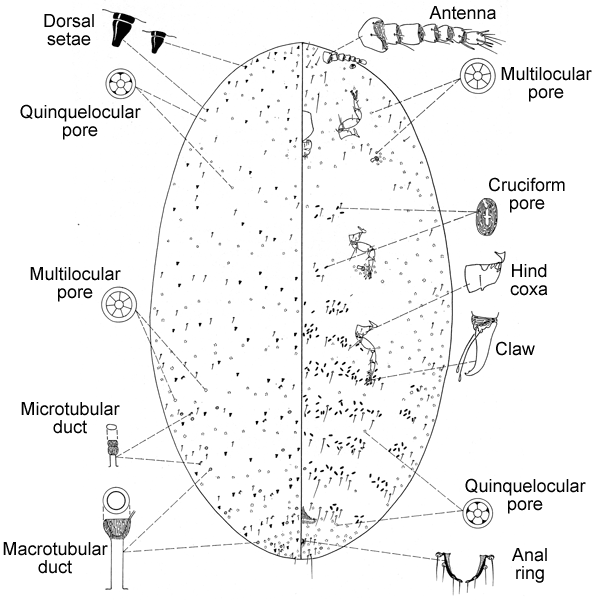   Ovaticoccus agavium   Illustration by Miller 