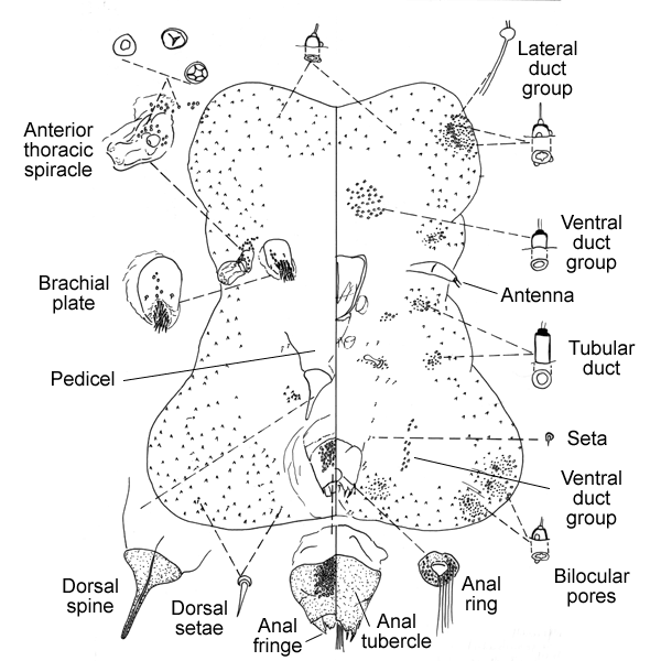   Paratachardina   pseuodolobata   Illustration by Miller 