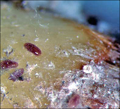   Ovaticoccus agavium  
 Photo by R.J. Gill 