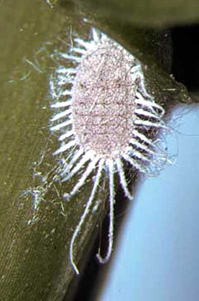   Pseudococcus elisae  
 Photo by R. J. Gill 