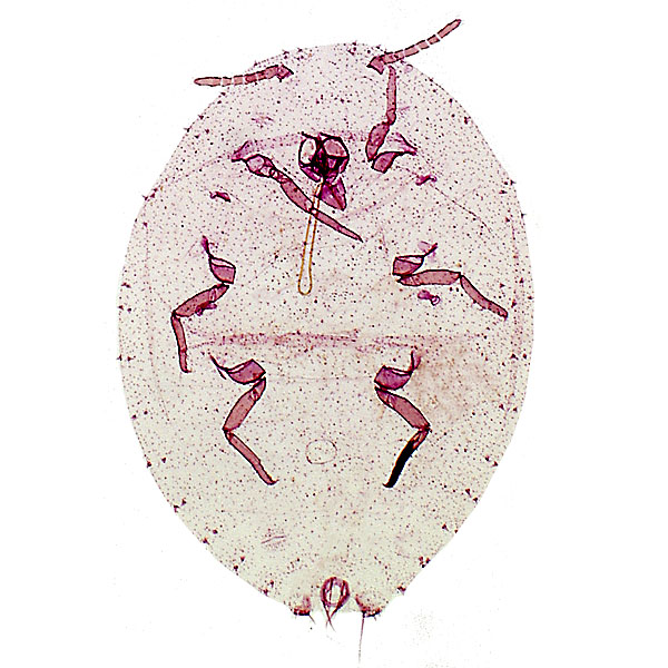 Nipaecoccus nipae (Maskell) | Scale Insects