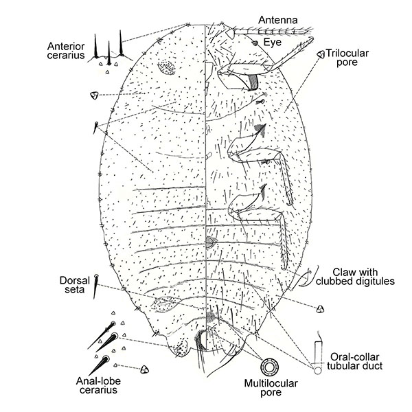 Phenacoccus defectus Ferris | Scale Insects