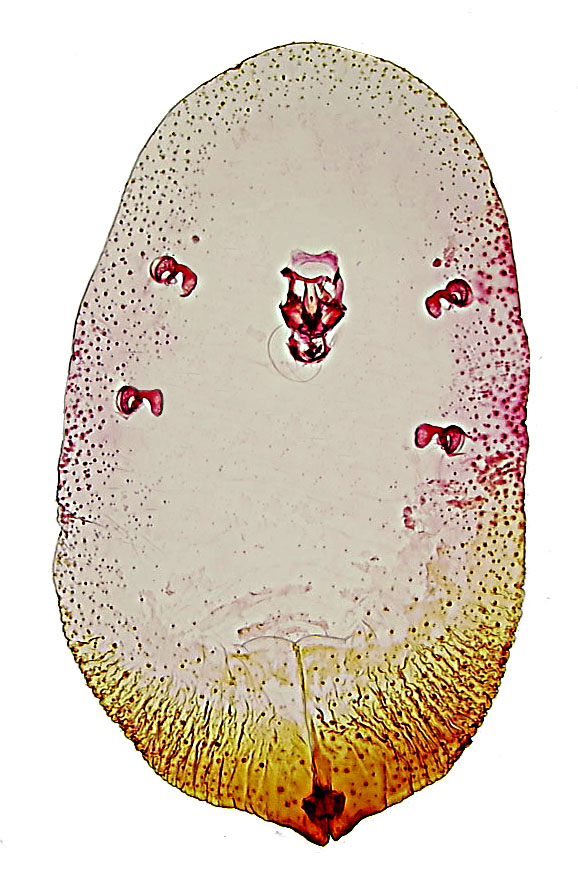  Aclerdidae:  Aclerda tokionis  