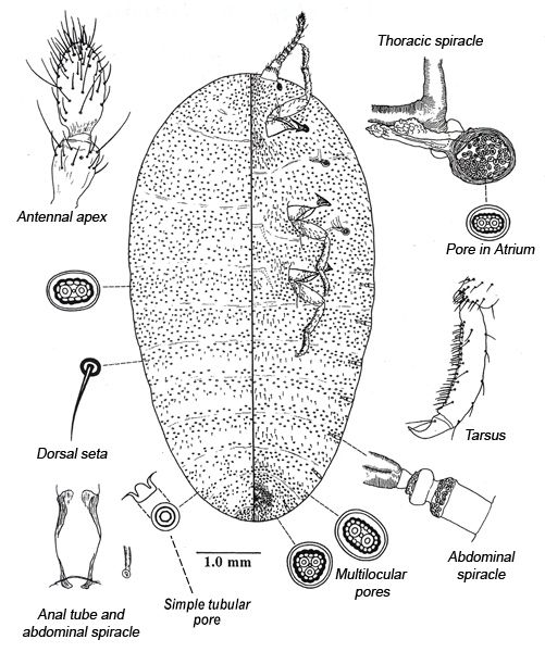  
 Callipappidae:  Platycoelostoma tasmanicum   Illustration from Gullan and Sjaarda (2001) 
 
   