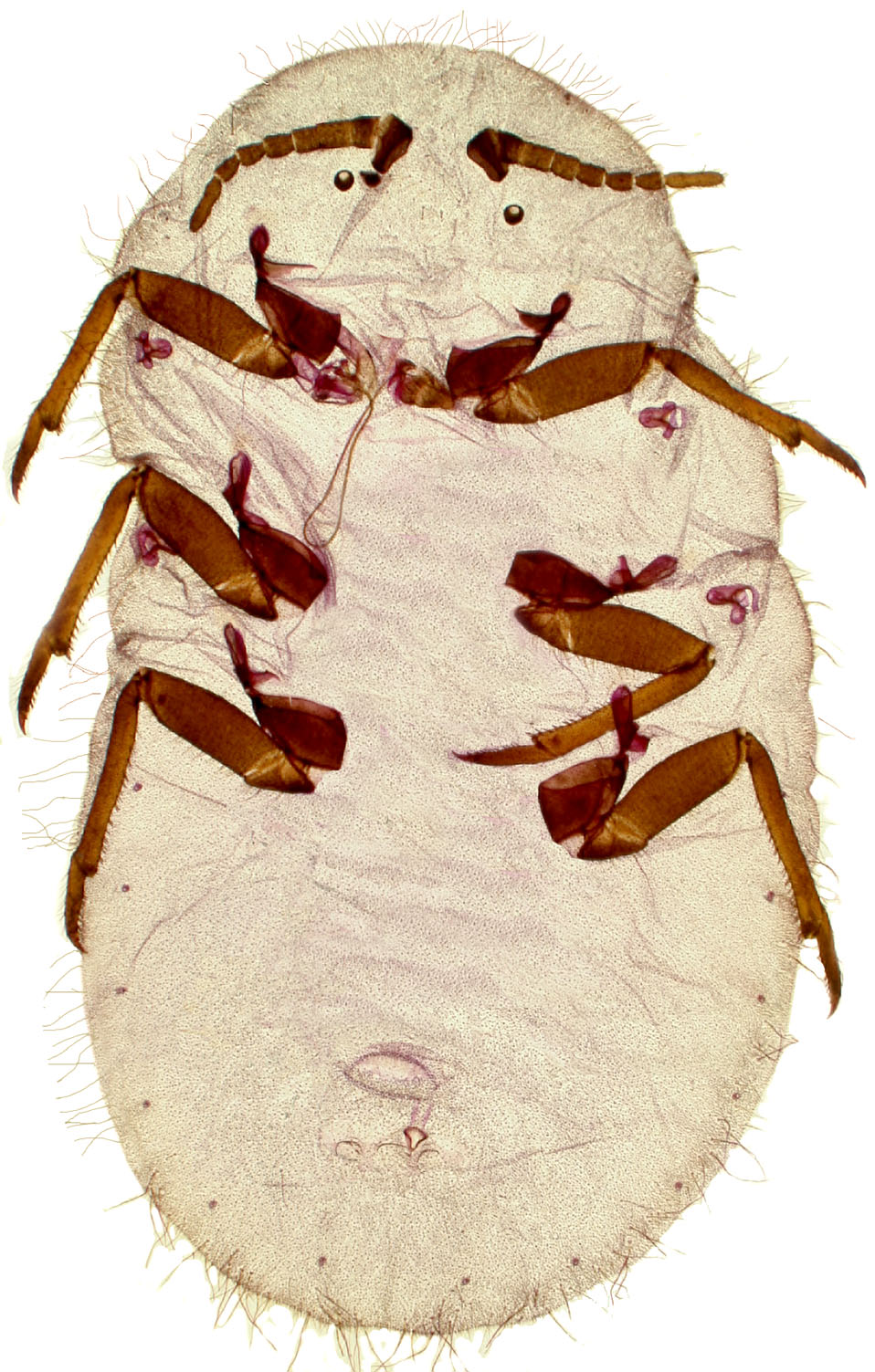  Monophlebidae:  Drosicha mangiferae  