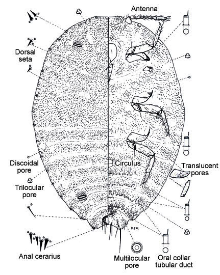   Formicococcus polysperes  
 Illustration by Douglas Williams 