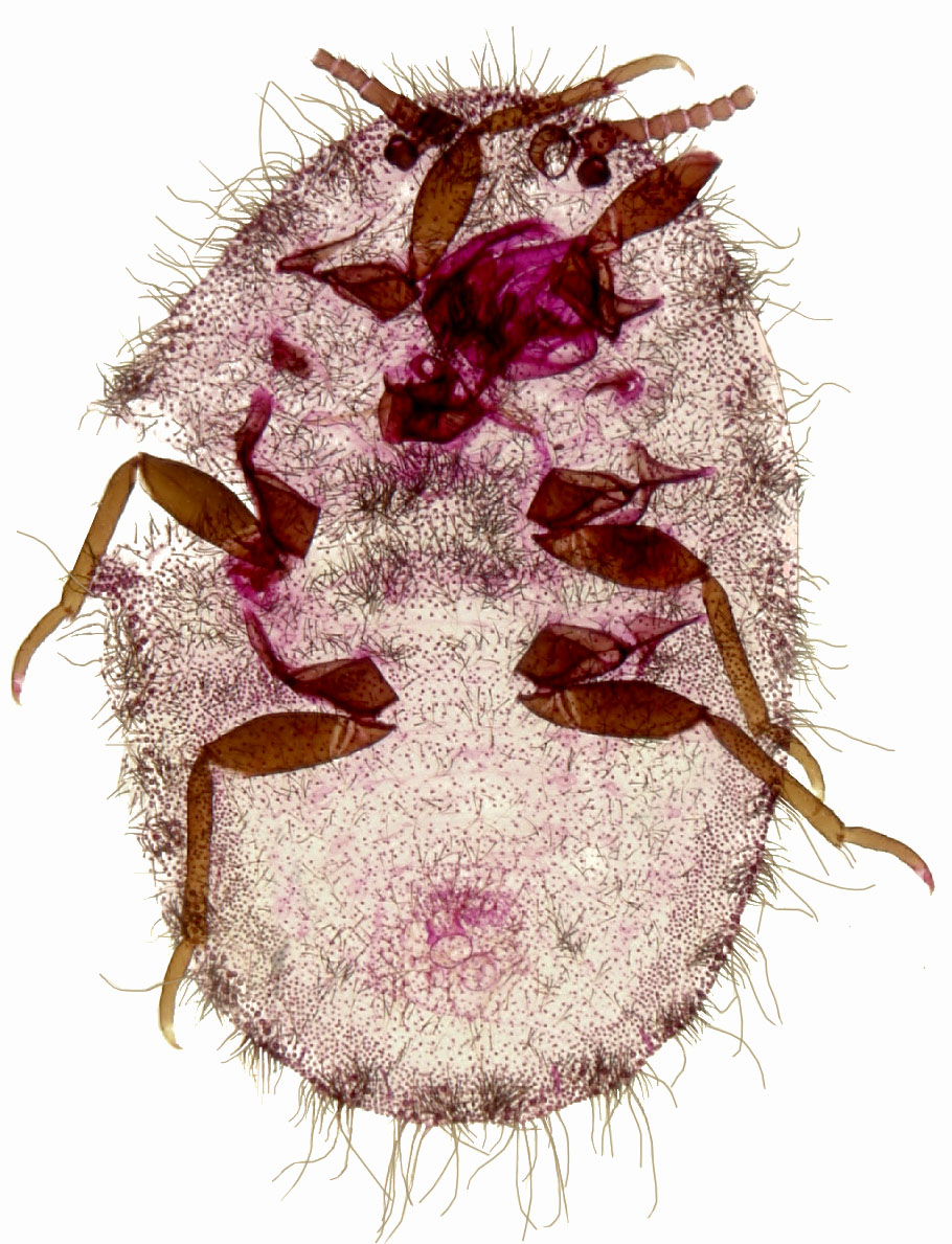  Monophlebidae:  Icerya purchasi  