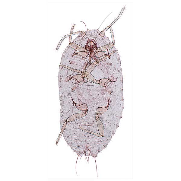 Planococcus litchi Cox | Scale Insects