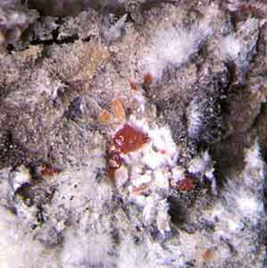  Polliniinae group:  Mycetococcus ehrhorni  in situ  Photo by Ray Gill   