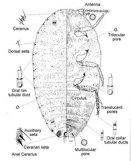   Pseudococcus calceolariae   Illustration by Douglas Williams 