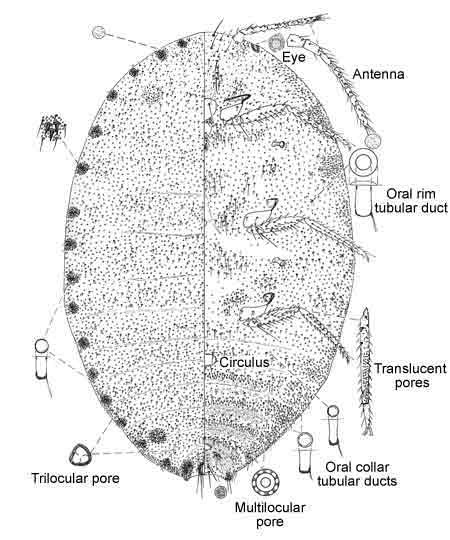   Pseudococcus landoi   Illustration by William Gimpel 