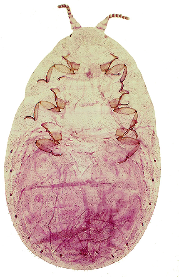  Xylococcidae:  Xylococculus alni  