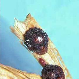 Kerriidae | Scale Insects
