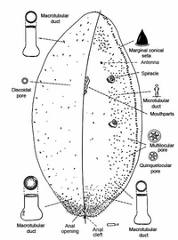  Aclerdidae:  Aclerda californica   
 Illustration from Gill (1993)  